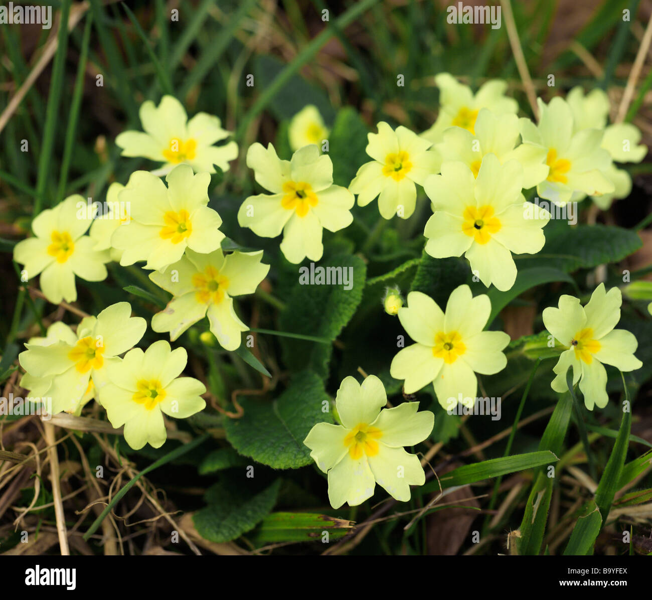 Wild Primrose, Primula vulgaris. Downe Banca, Kent, Inghilterra, Regno Unito. Foto Stock
