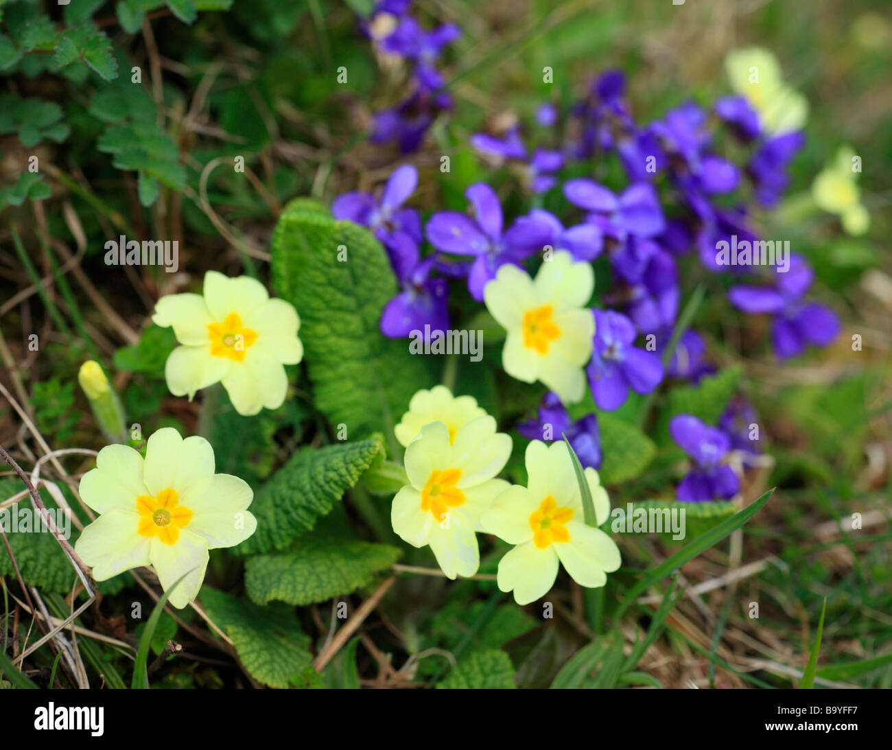 Wild Primrose, Primula Vulgaris e dolce fiori viola. Downe Banca, Kent, Inghilterra, Regno Unito. Foto Stock