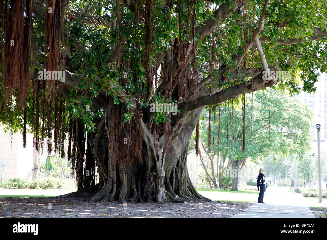 Alberi in St Petersburg Florida del Banyan varietà Foto Stock