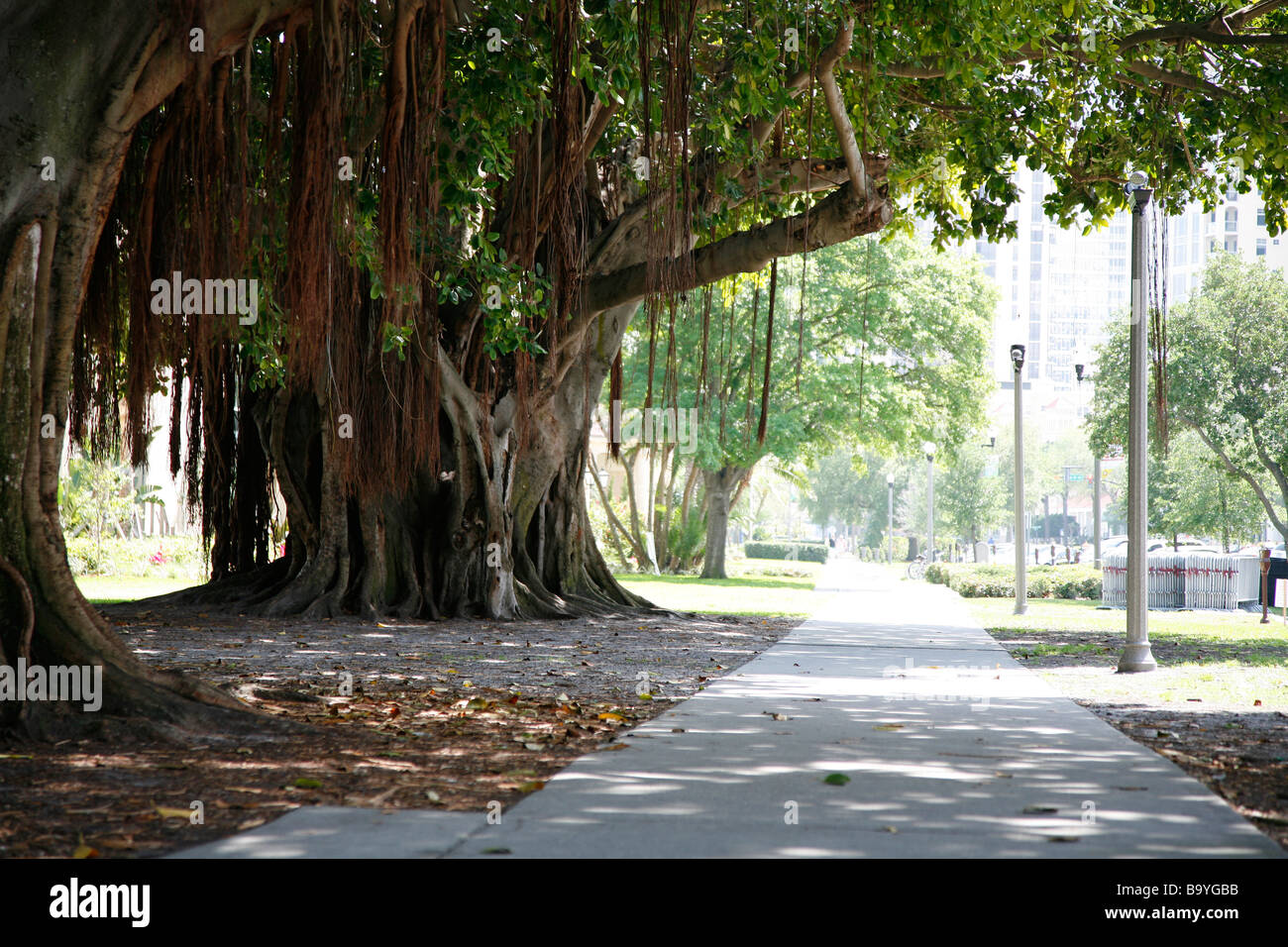 Alberi in St Petersburg Florida Foto Stock