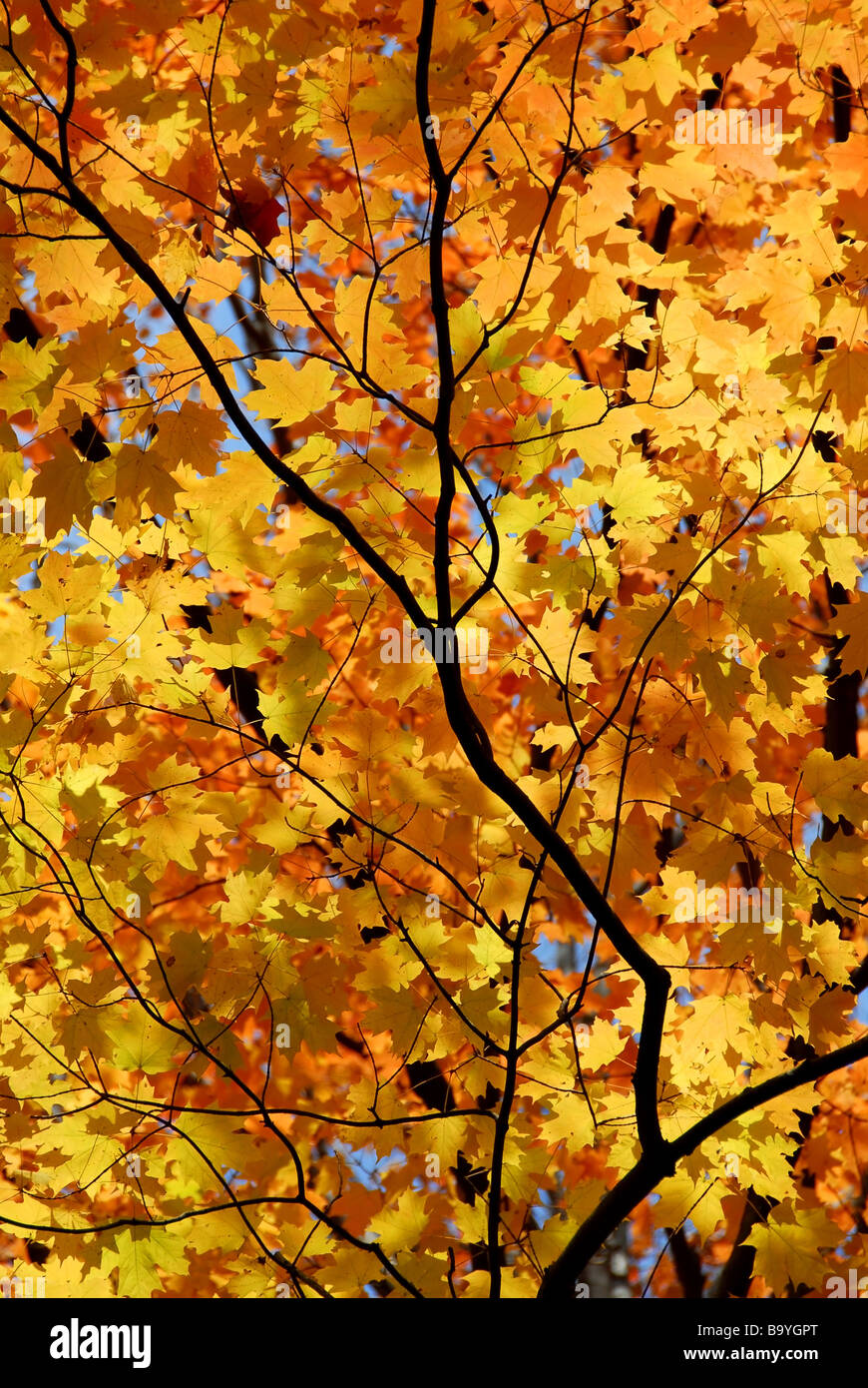Sfondo di colore arancio brillante caduta foglie di acero con rami di alberi Foto Stock