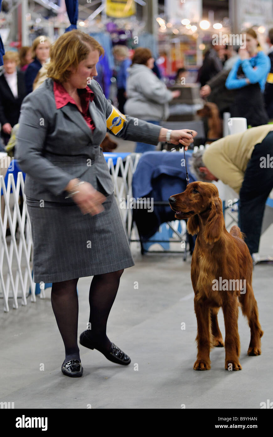 Setter Irlandese essendo illustrato nella mostra Ring a Louisville Dog Show in Louisville Foto Stock