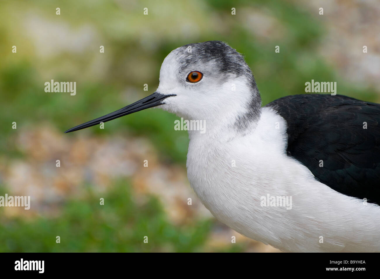 europea dello stilt Foto Stock