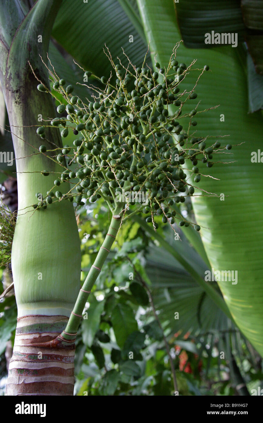 Frutti della bottiglia Palm, Hyophorbe lagenicaulis, Arecaceae Foto Stock