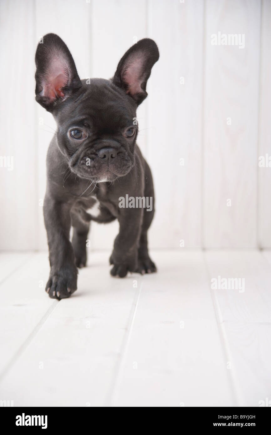 Bulldog Francese Di Razza Ritratto Di Buldog Francese Fotografia Stock - Foto 7