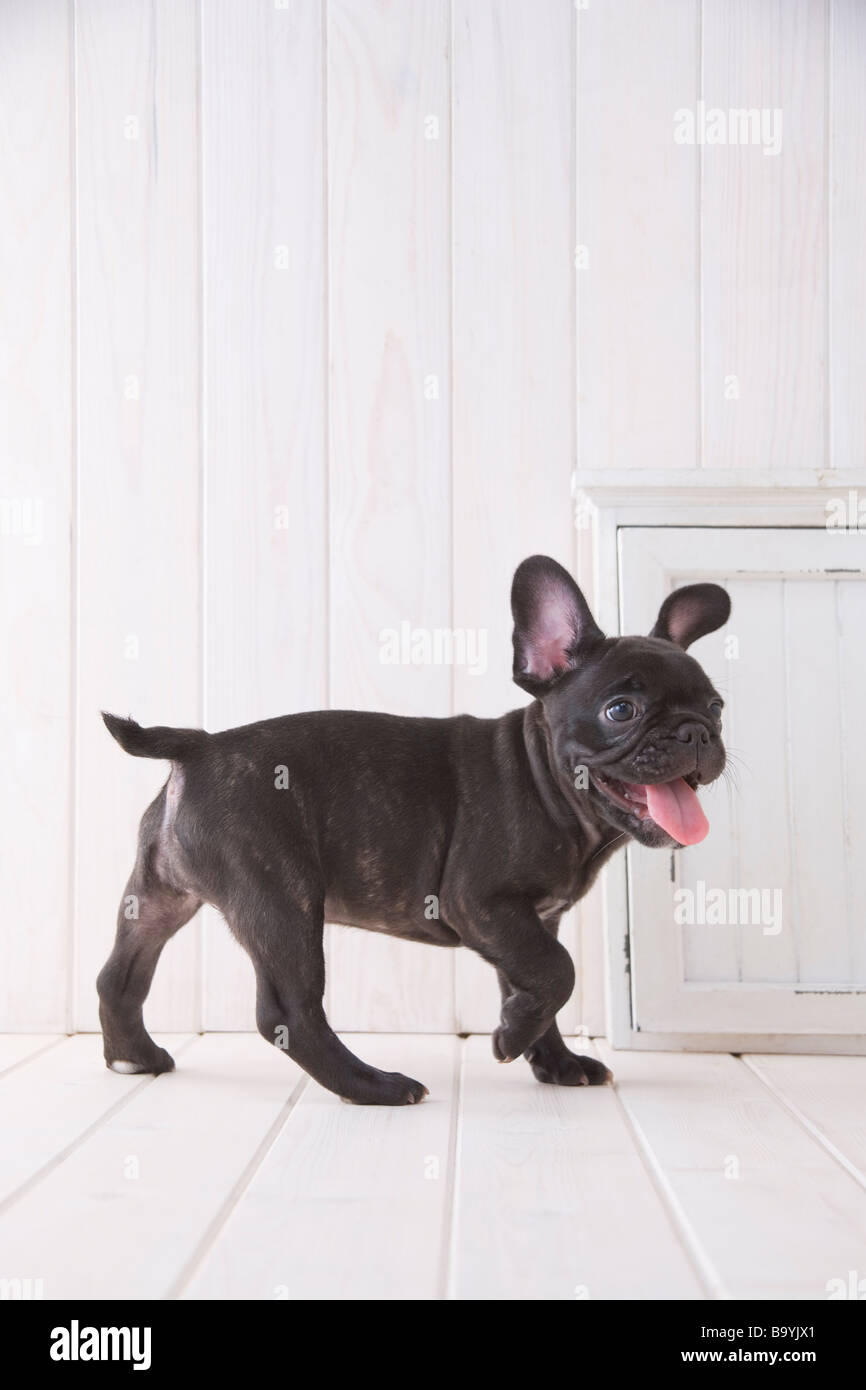 Bulldog francese giacente su di una bianca coltre di peluche Foto stock -  Alamy