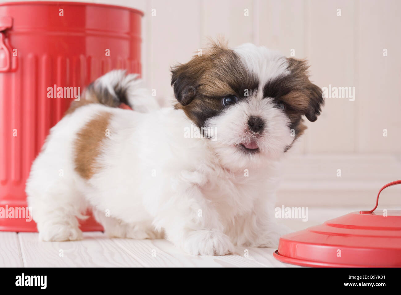 Shih tzu a piedi Foto Stock