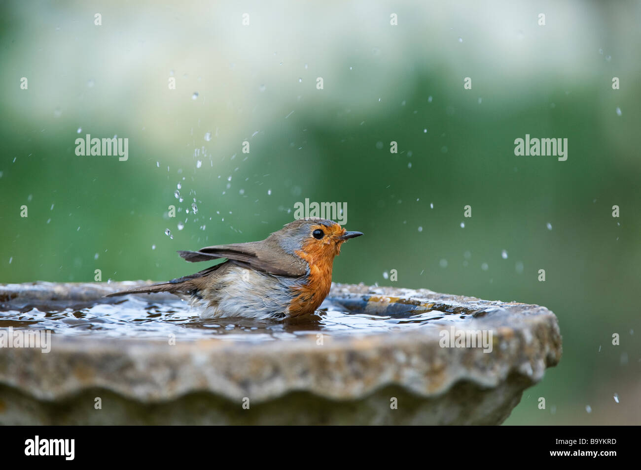 Robin lavaggio in bagno uccelli in un giardino inglese Foto Stock