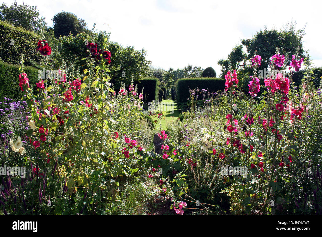 Una massa di Hollyhocks crescono in un giardino inglese Foto Stock