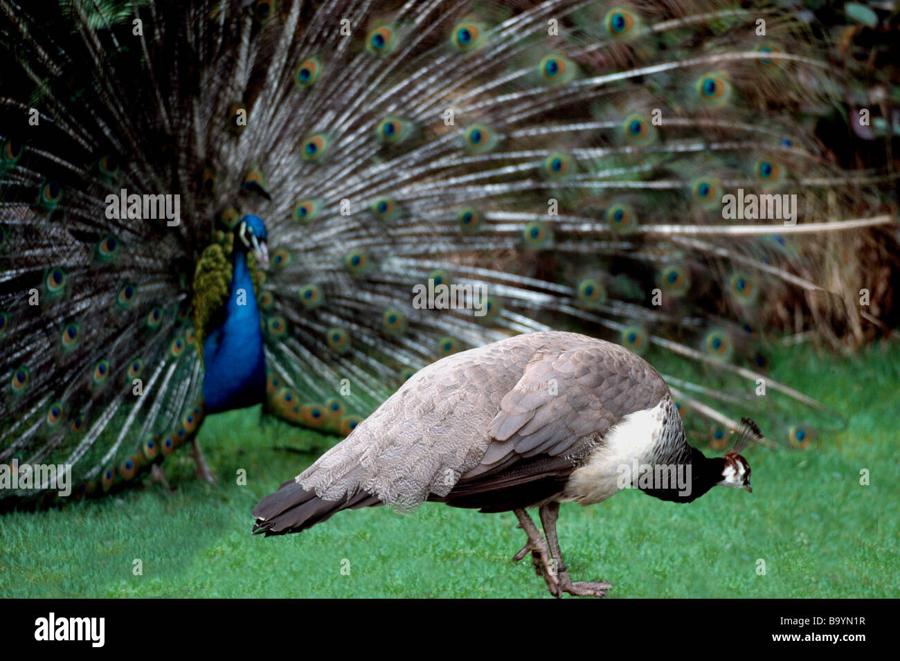 Indian maschio blu pavone (Pavo cristatus) corteggiamento Peahen femmina, con piume di coda nel corteggiamento durante il rituale di accoppiamento Foto Stock