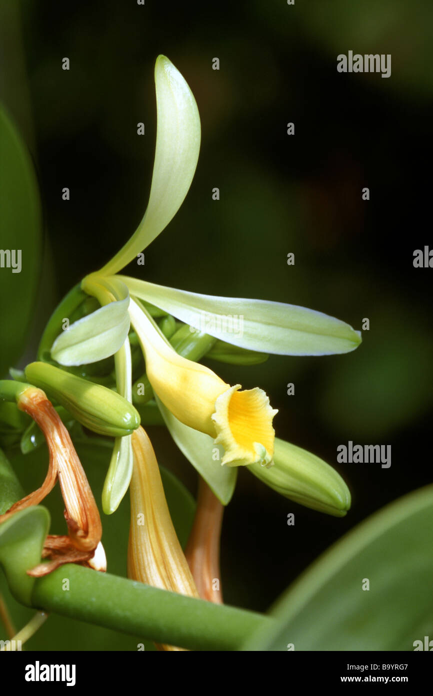 La vaniglia (Vanilla planifolia), fiori e boccioli Foto Stock