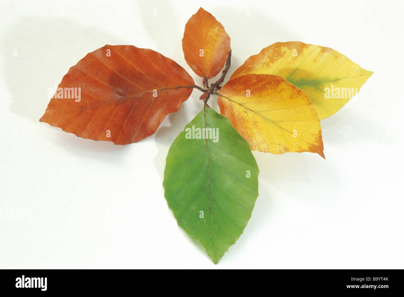 Comune di Faggio faggio (Fagus sylvatica), foglie di diverso colore su un ramoscello, studio immagine Foto Stock