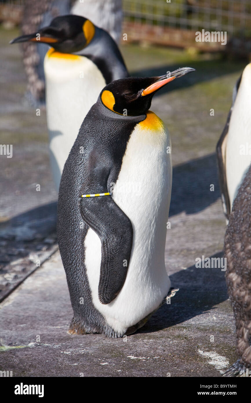 Un pinguino reale lo Zoo di Edimburgo Foto Stock