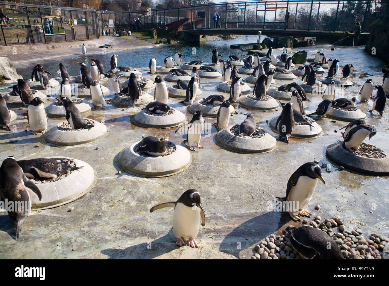 I pinguini Gentoo nidificazione presso lo Zoo di Edimburgo Foto Stock