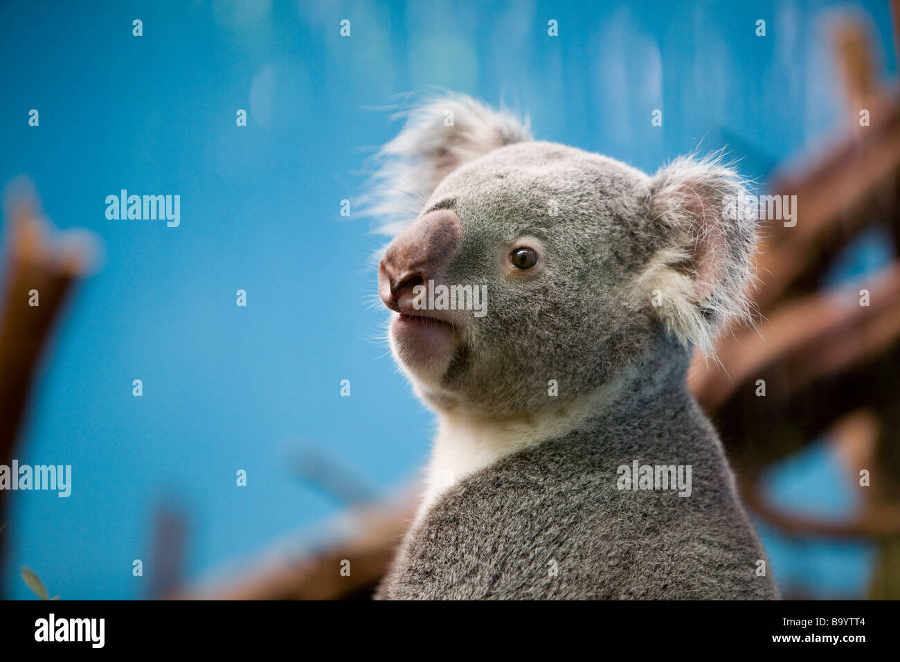 Un Queensland Koala Bear Foto Stock