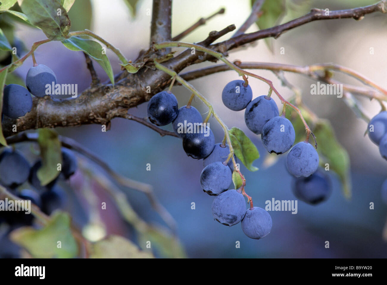 Giapponese mirtillo (Vaccinium japonicum), frutto maturo sulla boccola Foto Stock