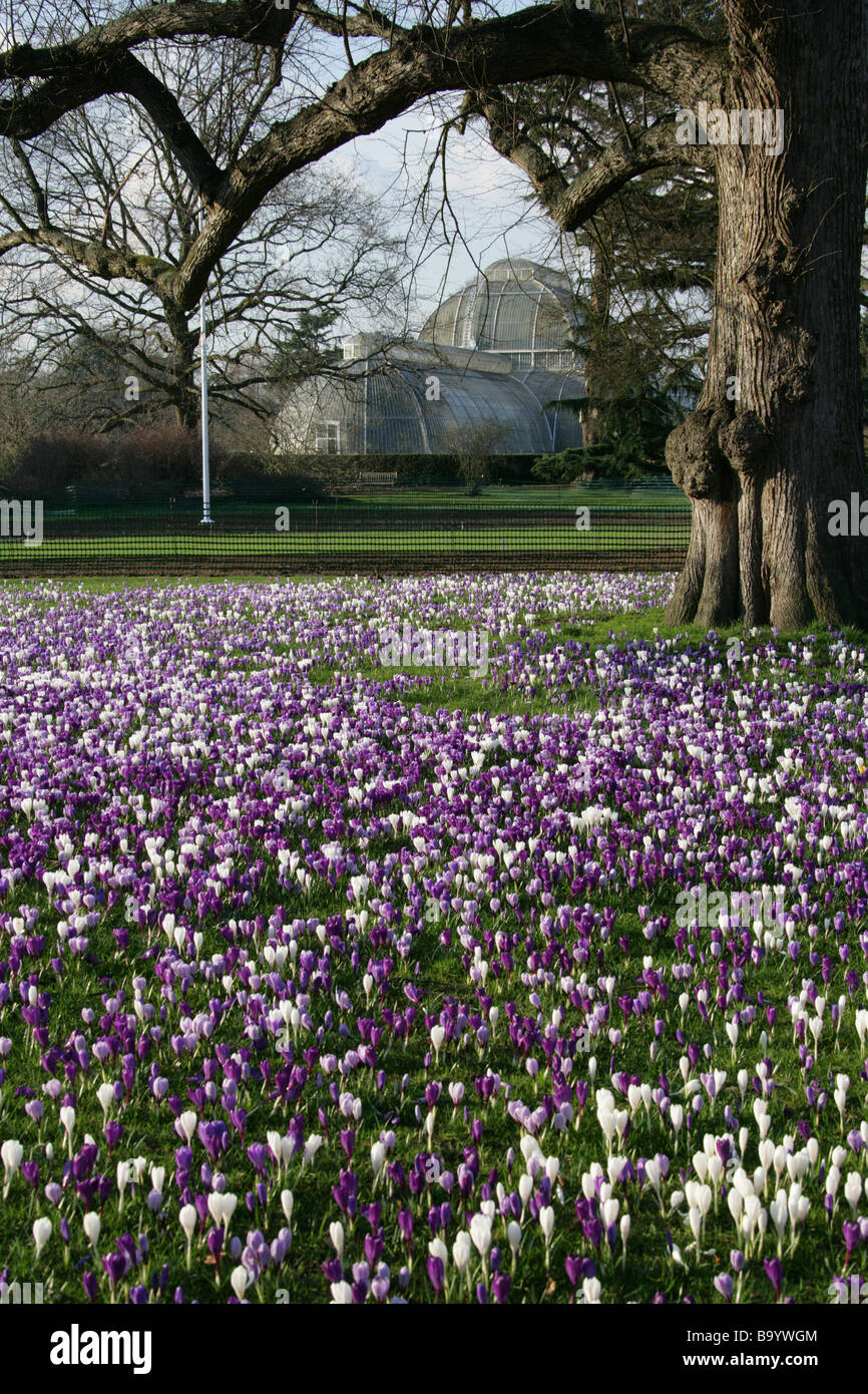 La molla di crochi davanti alla Casa delle Palme, Royal Botanical Gardens di Kew, Richmond, Surrey, Regno Unito Foto Stock