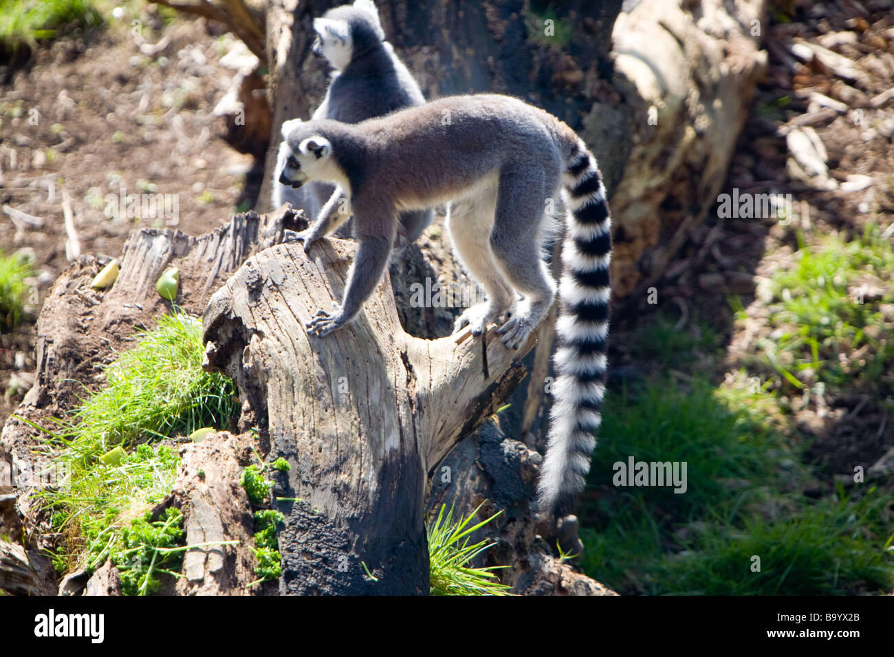 Una coppia di lemuri Ring-Tailed presso lo Zoo di Edimburgo Foto Stock
