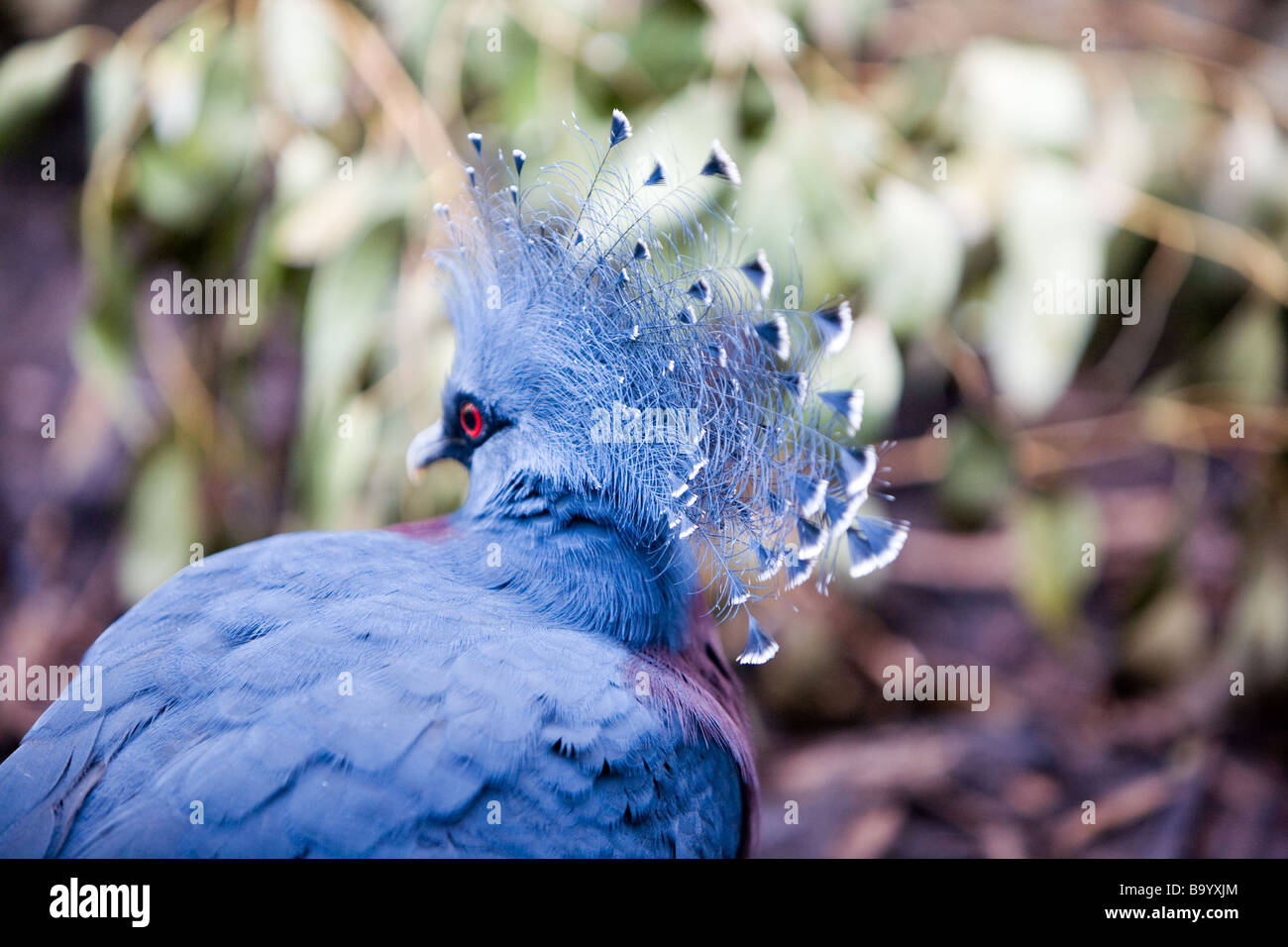 Victoria incoronato pigeon Foto Stock