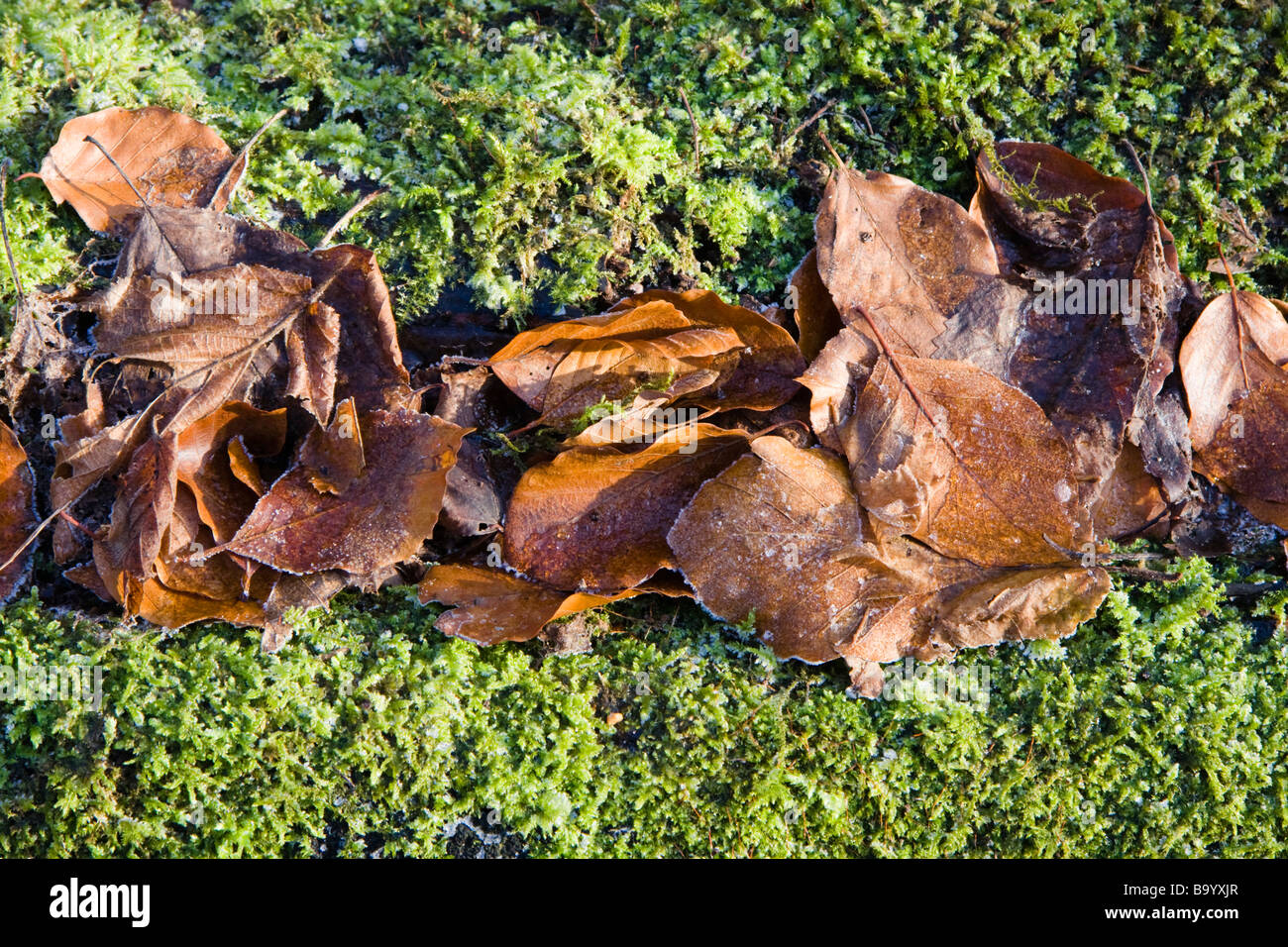 Foglie e Moss, Mary Ann Prati, Westbrook, Warrington, Inghilterra, inverno 2009 Foto Stock