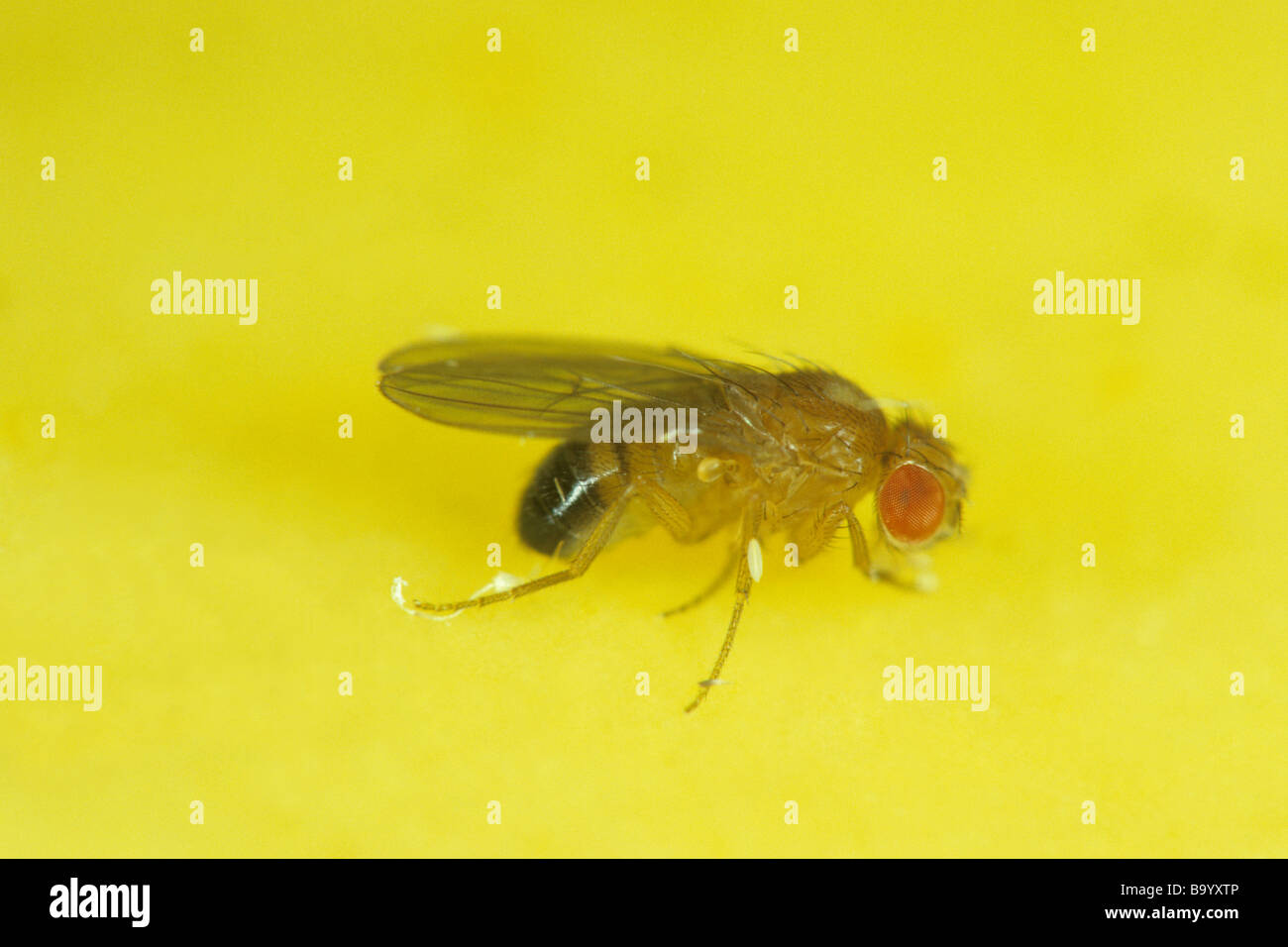Mosca della frutta, aceto Fly (Drosophila melanogaster) seduto su una banana Foto Stock
