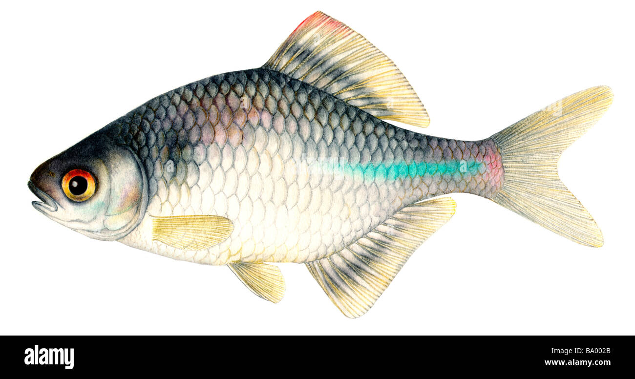 Bitterling europea (Rhodeus amarus, Rhodeus sericeus amarus). Maschio, disegno Foto Stock