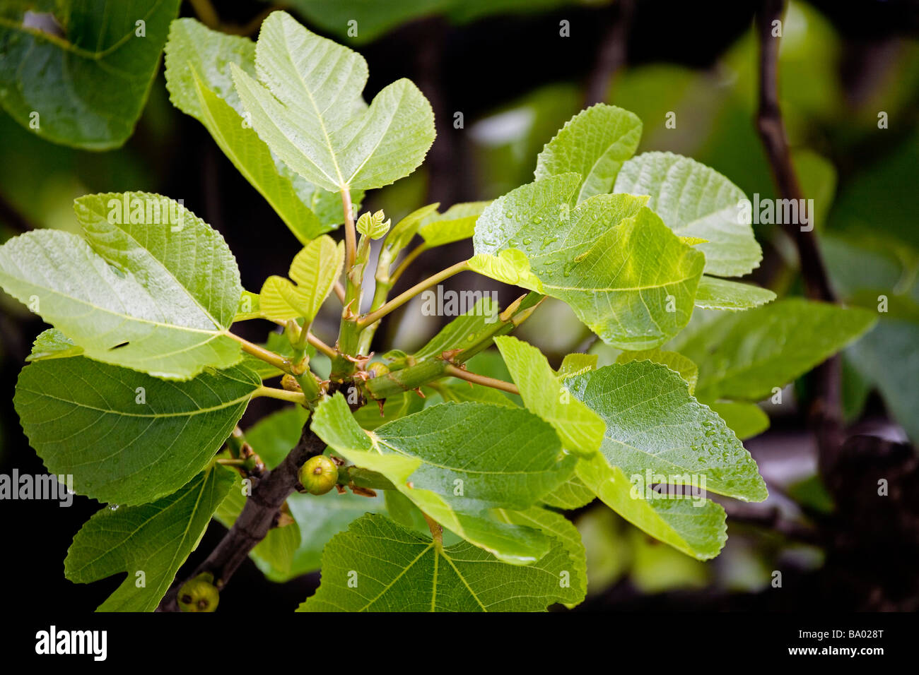 Hojas de n.a. Higuera foglie di un albero di fico Foto Stock