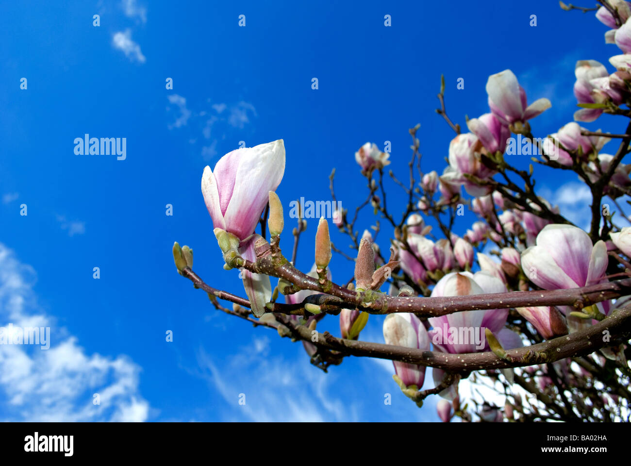 Albero di magnolia in fiore fioritura magnolia blue sky clouding over in primavera-estate fine stagione arrivando alla fine 13 Foto Stock