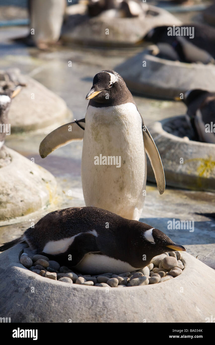 I pinguini Gentoo nidificazione presso lo Zoo di Edimburgo Foto Stock