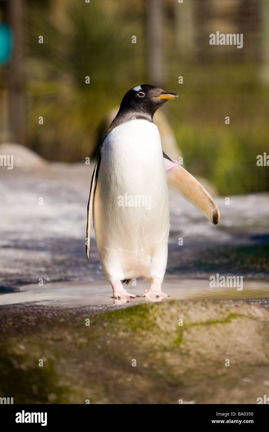 Un pinguino Gentoo lo zoo di Edimburgo Foto Stock