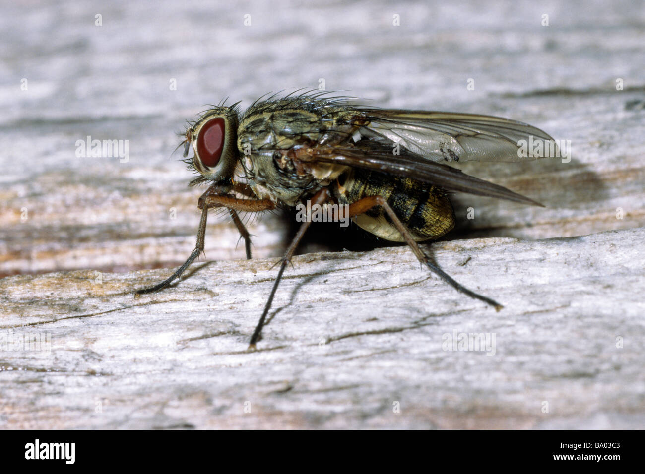 Casa Fly Housefly Musca domestica adulto su legno Foto Stock