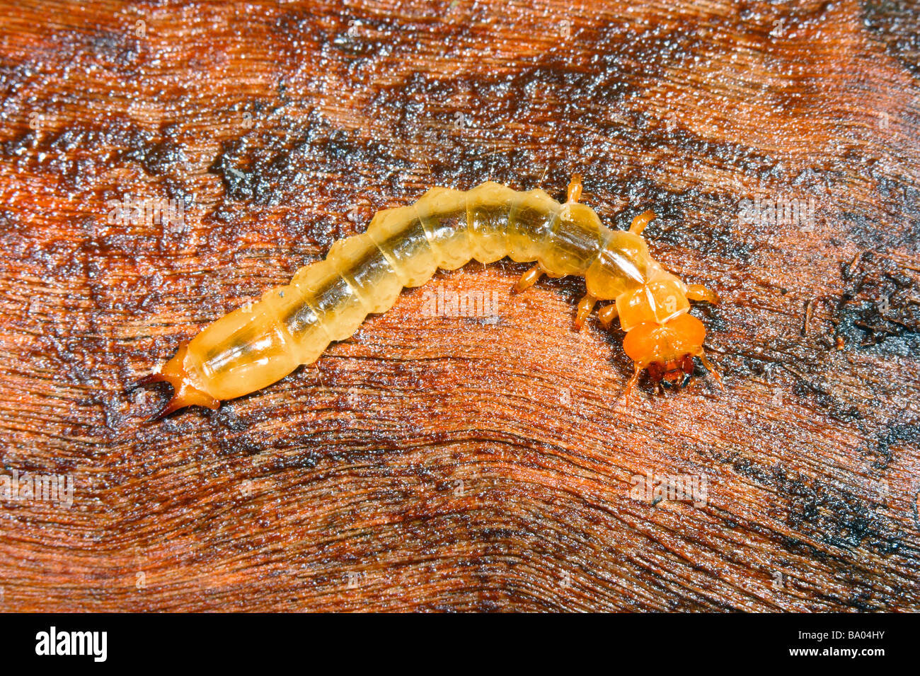 Beetle. Xylophagous larva sul legname Putrescente Foto Stock