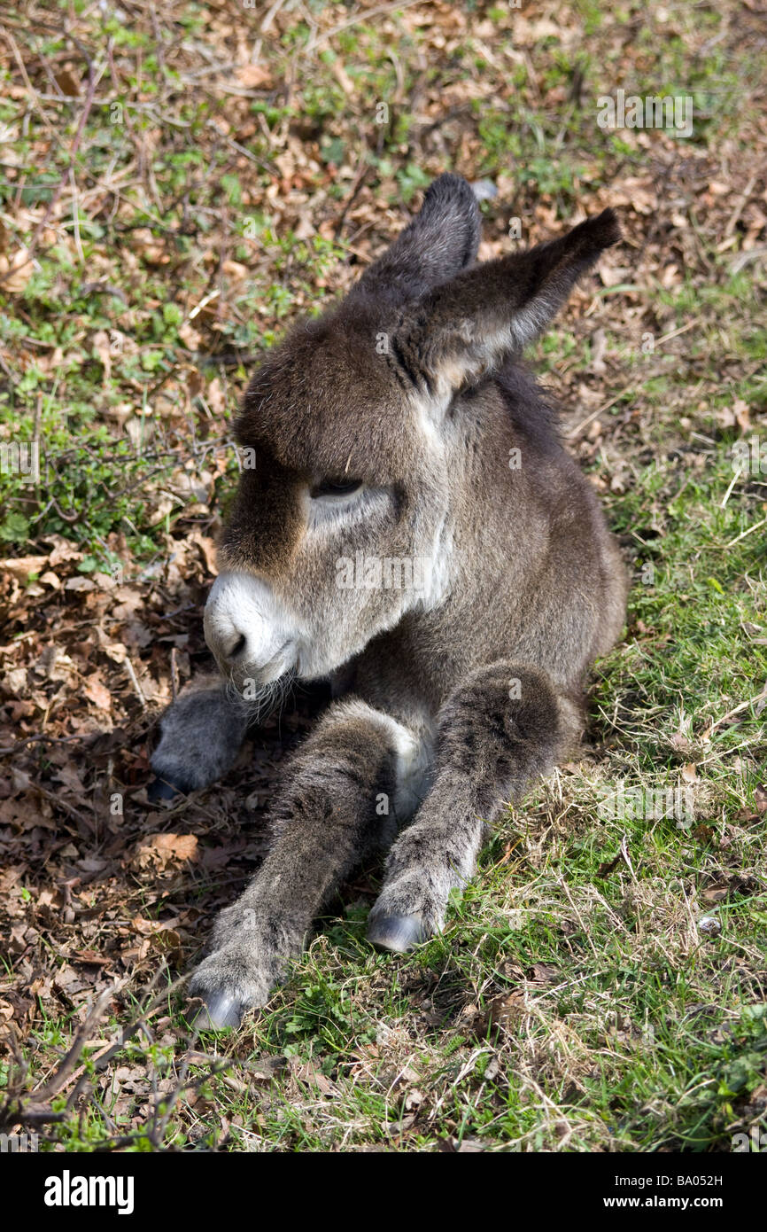 Molto giovane Baby Donkey Foto Stock