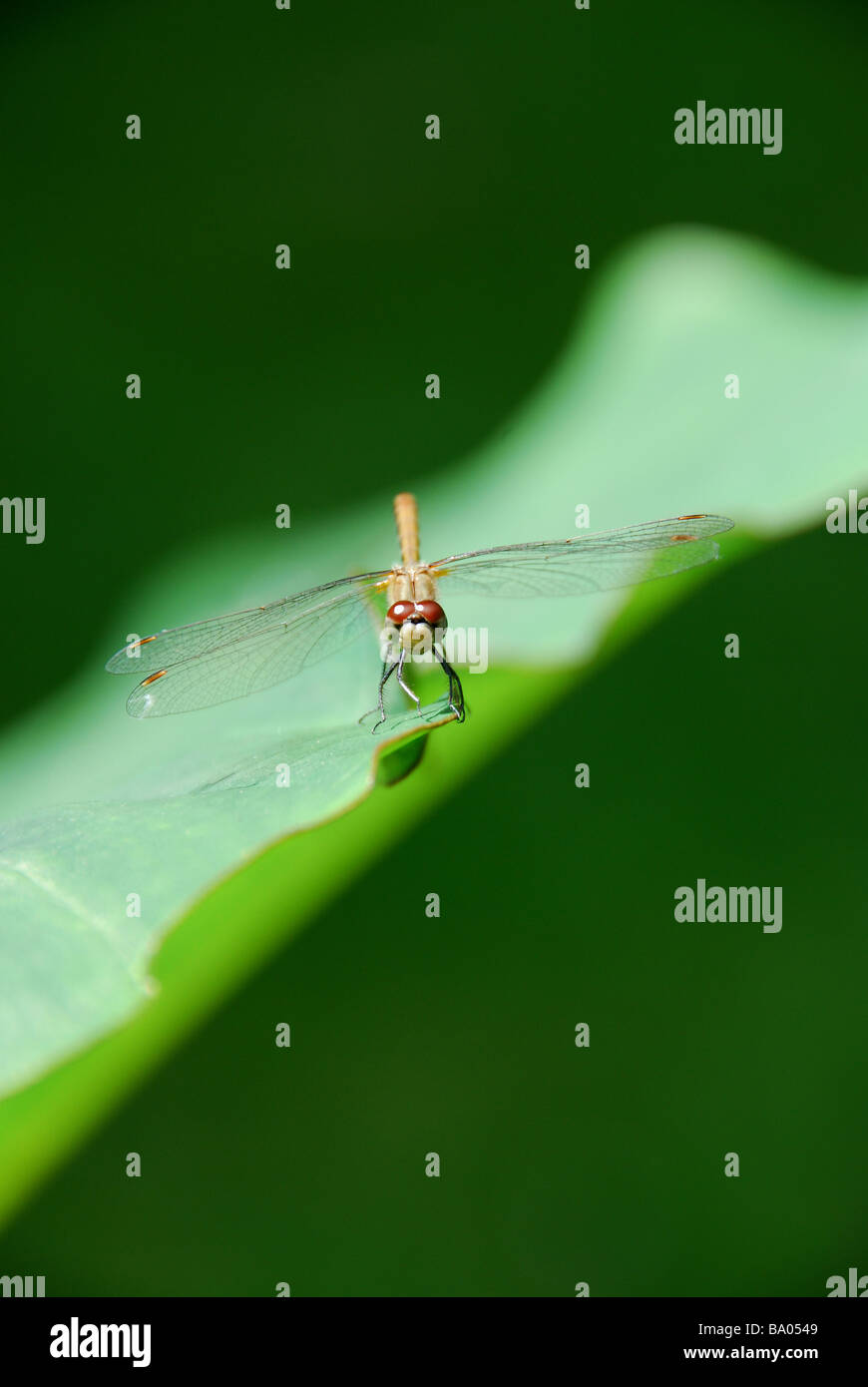 Un darter dragonfly poggiante sulla foglia di un colocasia Foto Stock