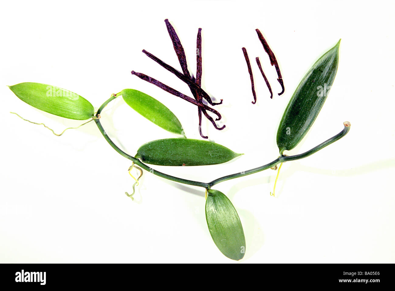La vaniglia (Vanilla planifolia), viticcio e baccelli di vaniglia, studio immagine Foto Stock