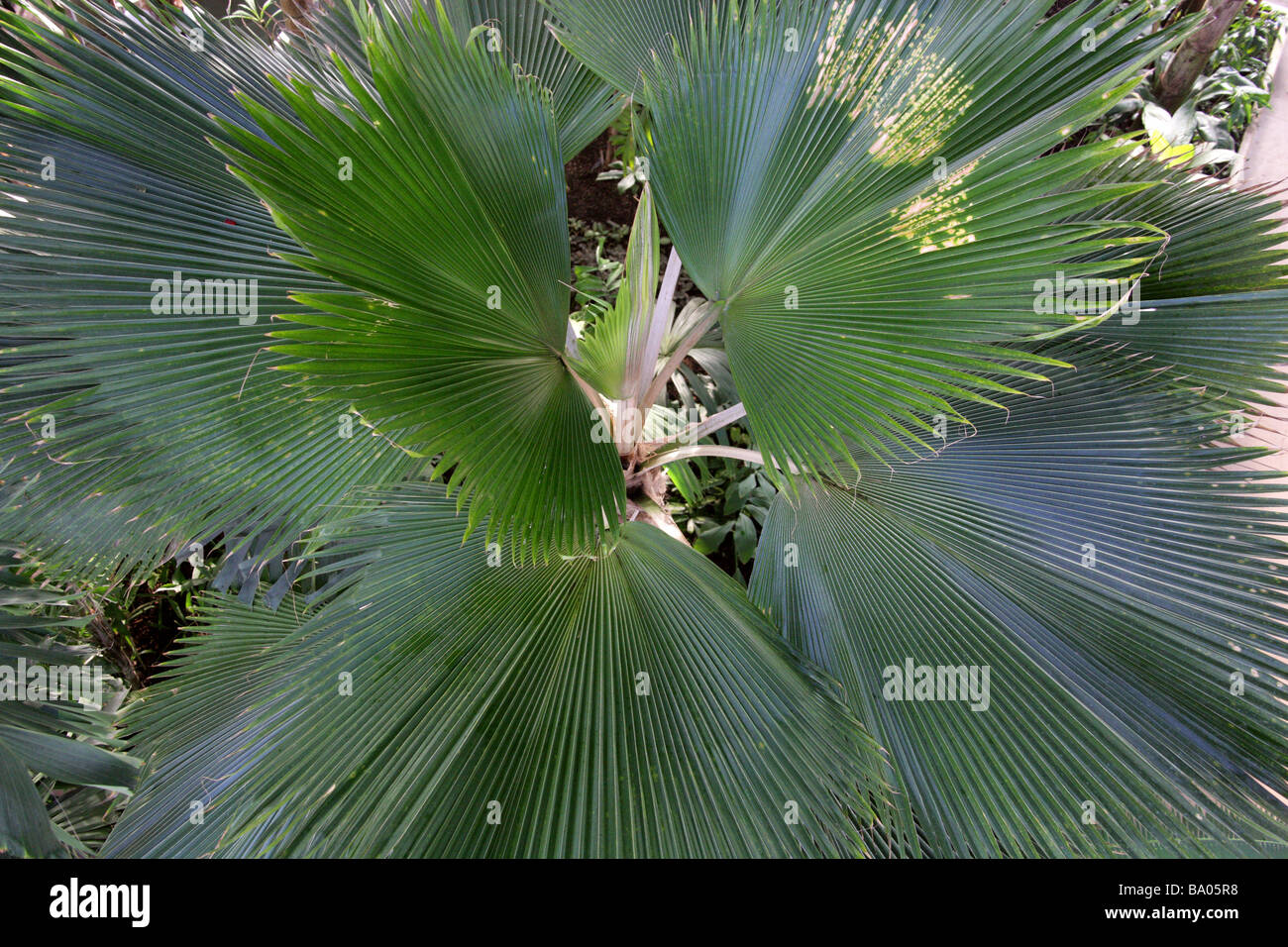 Ventola cinese Palm, Fontana cinese Palm, Fontana Palm, Serdang Palm, Livistonia chinensis Arecaceae, Palmae. Foto Stock