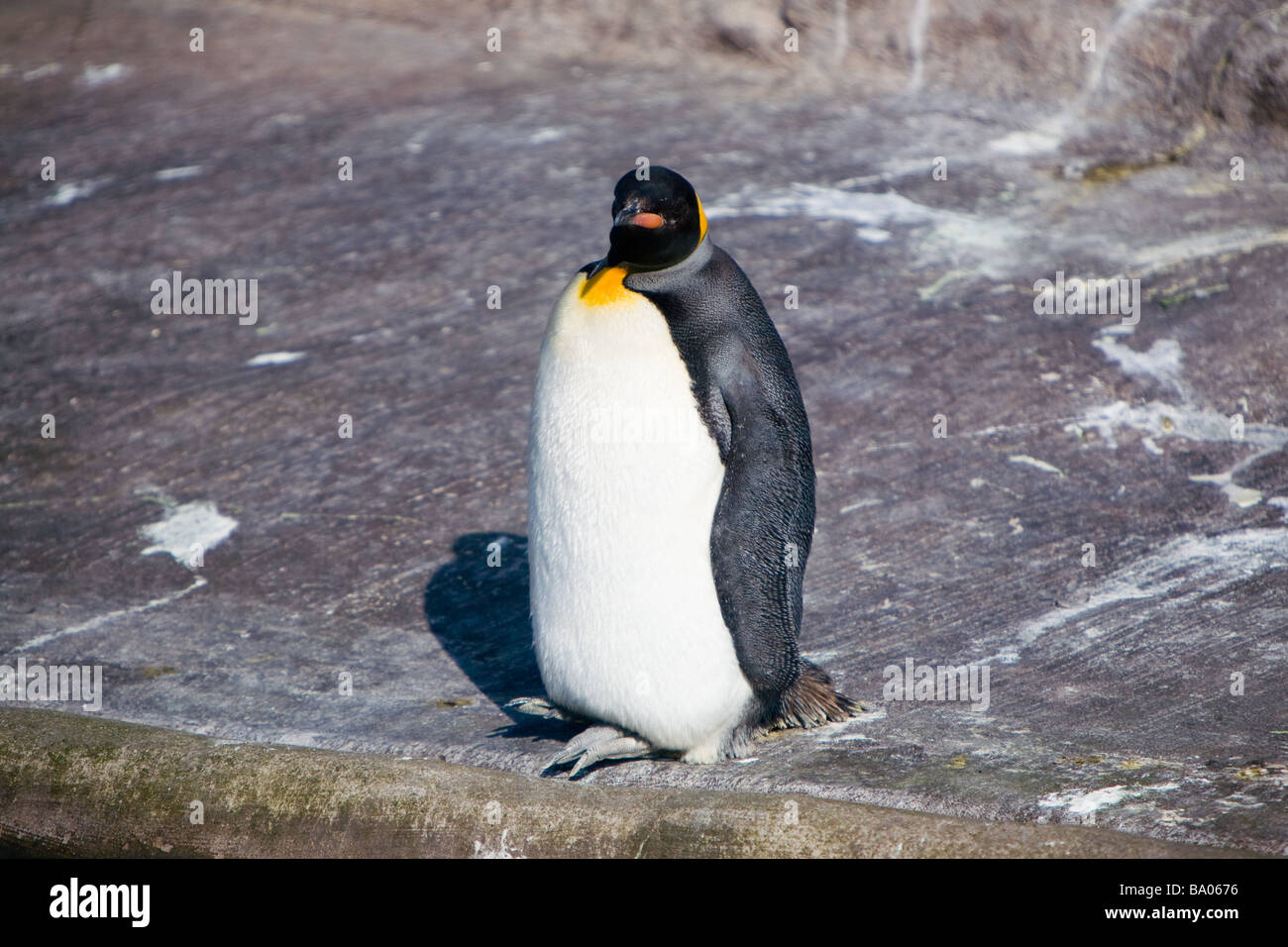 Un pinguino reale lo Zoo di Edimburgo Foto Stock