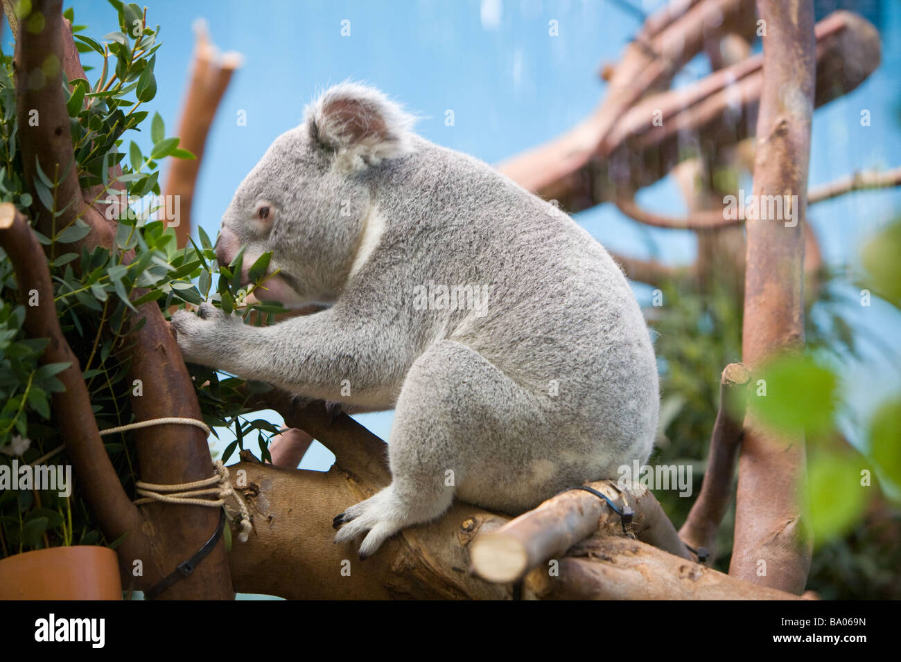 Un Queensland Koala Bear Foto Stock