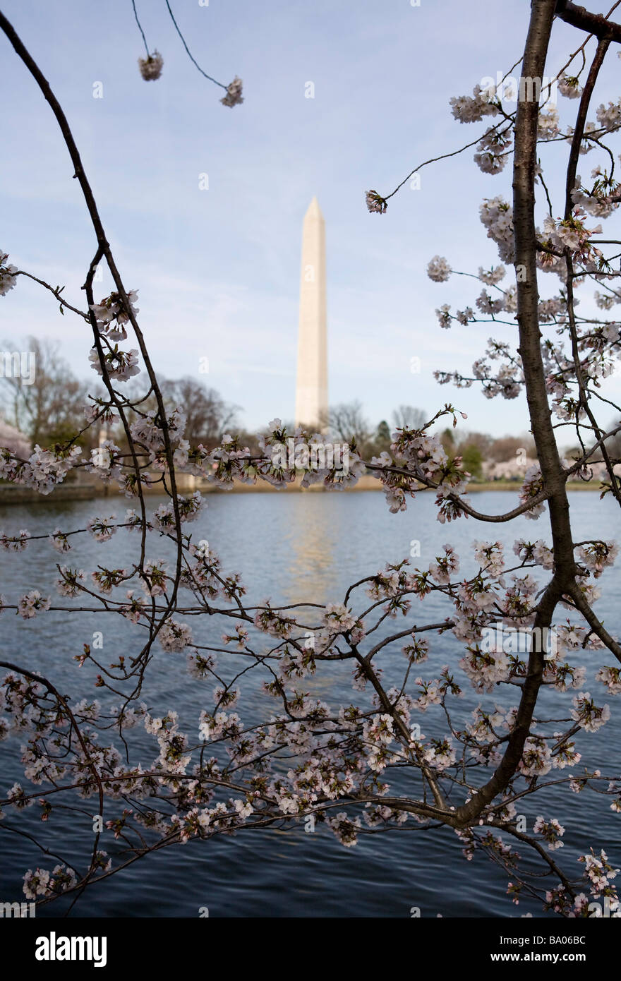 31 marzo 2009 Washington D C I Fiori di Ciliegio lungo il bacino di marea appena fuori del centro commerciale nazionale Foto Stock