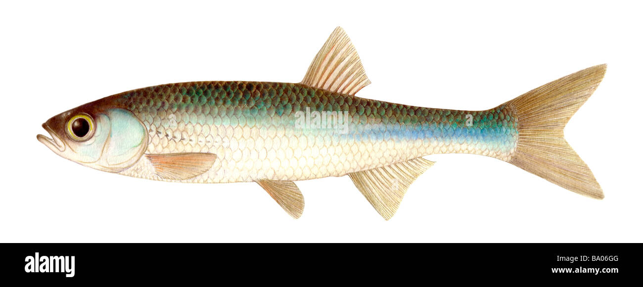 Moderlieschen (Leucaspius delineatus, Leucaspius delineatus), disegno Foto Stock