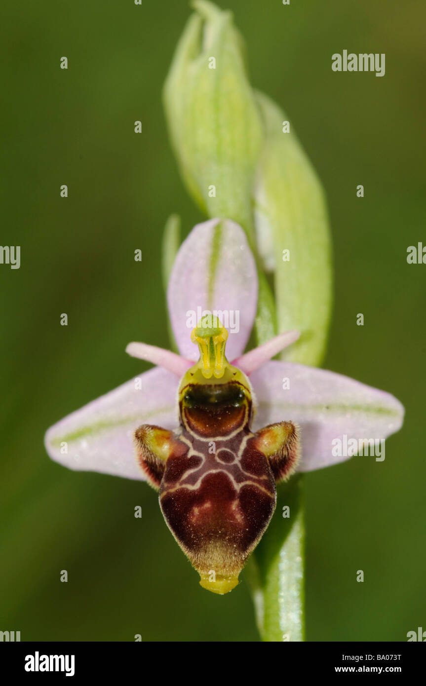 Woodcock Orchid Ophrys scolopax, Spagna Foto Stock