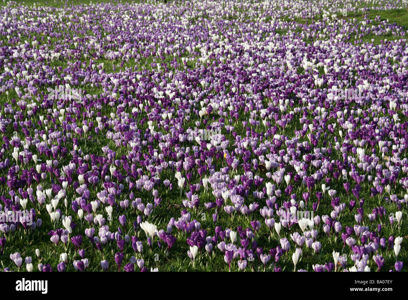 Viola e bianco di crochi a molla, crocus vernus Foto Stock