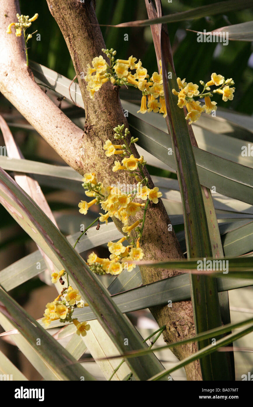 Ophiocolea floribunda, Bignoniaceae, Madagascar Foto Stock