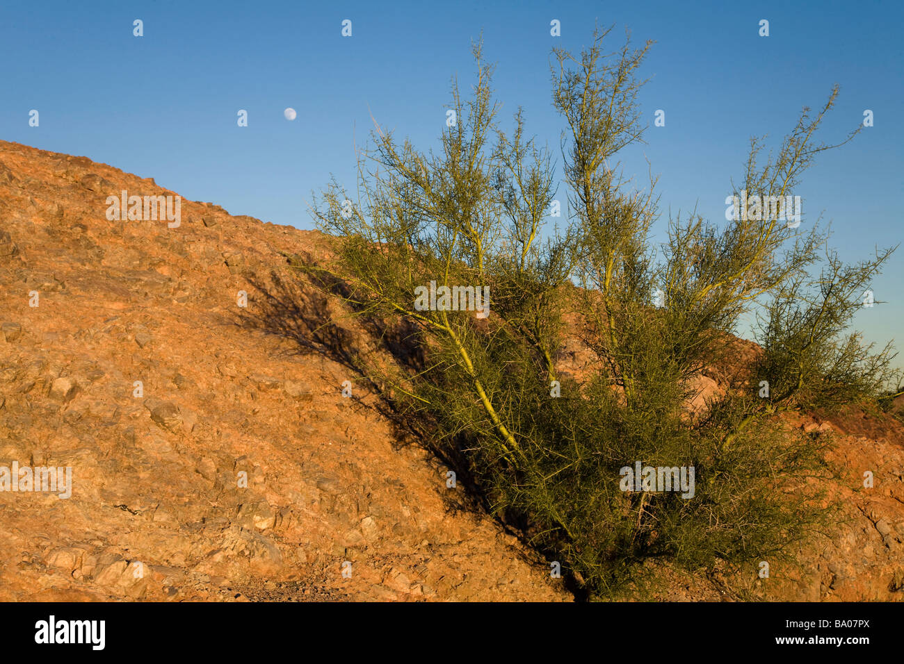 Palo Verde albero nella città di Papago Park Phoenix in Arizona Foto Stock