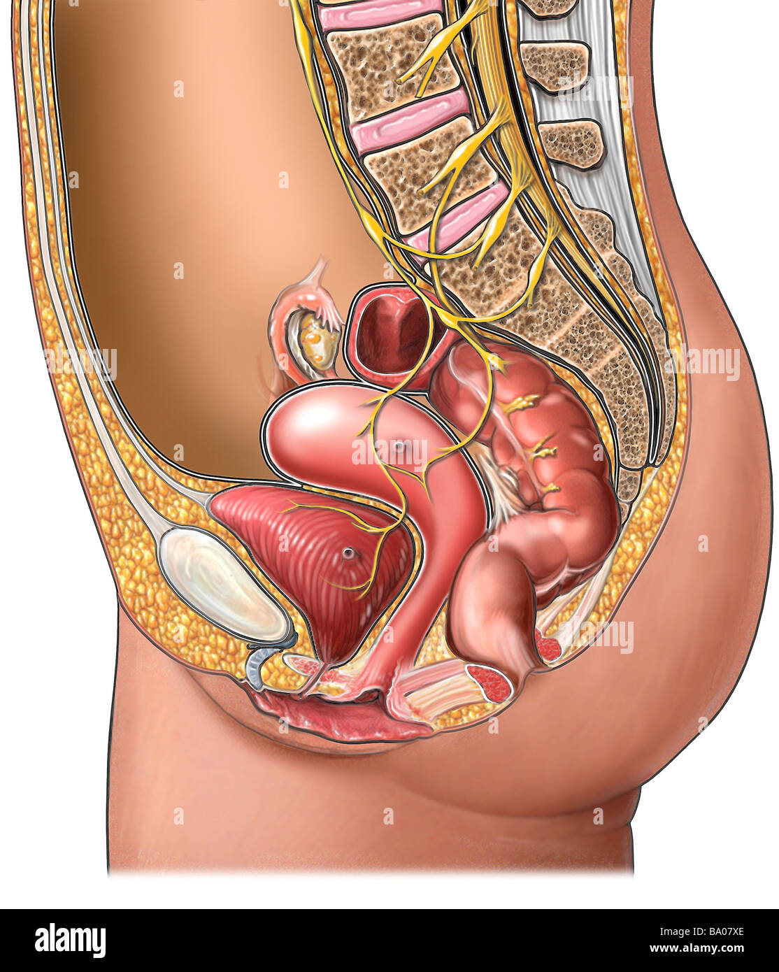 Органы таза у женщин. Анатомия органов малого таза. Матка орган малого таза. Анатомия ОМТ. Малый таз у женщин анатомия.
