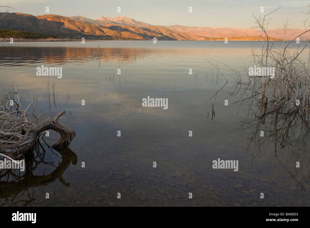 Spazzola morto lungo la riva di Theodore Roosevelt Lake in central Arizona Foto Stock