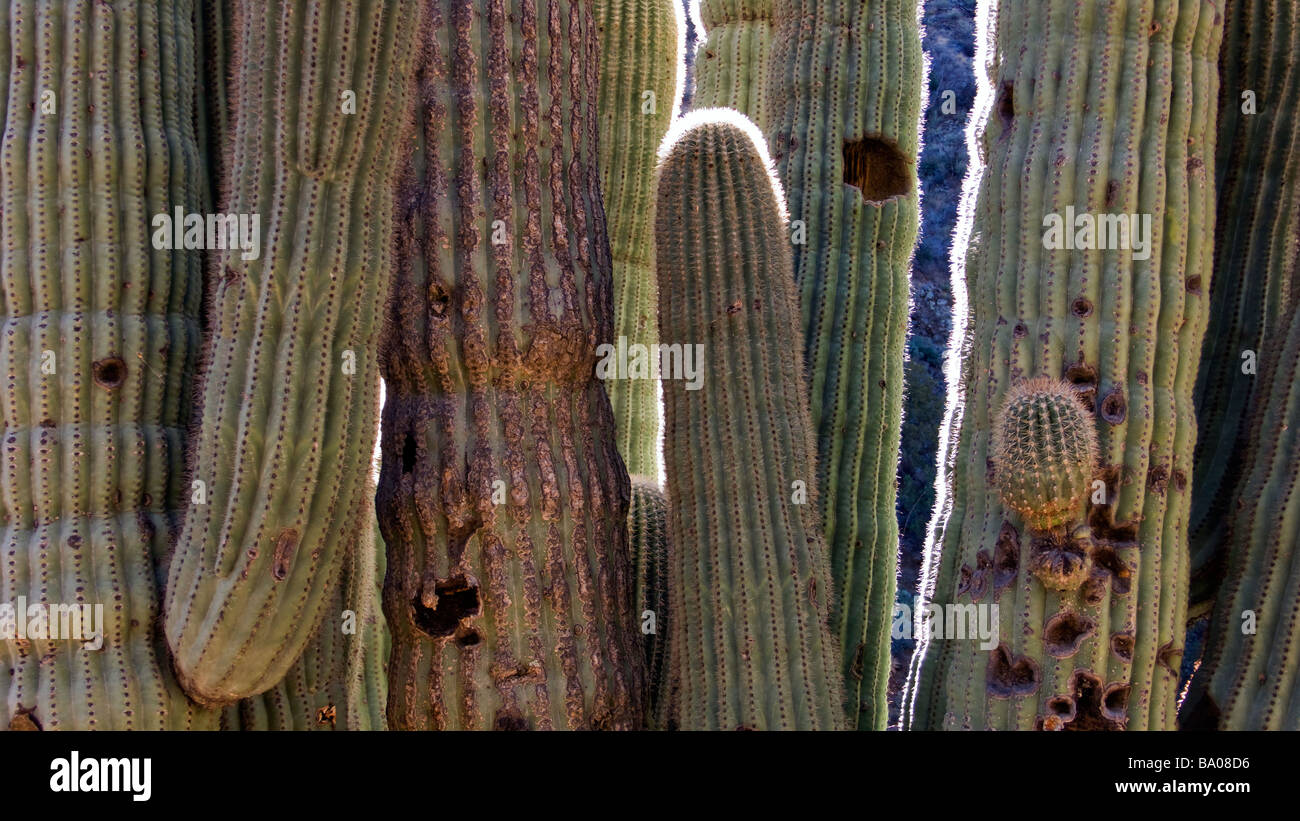 Cactus Saguaro nelle colline nei pressi di Cave Creek che è a nord di Phoenix in Arizona Foto Stock