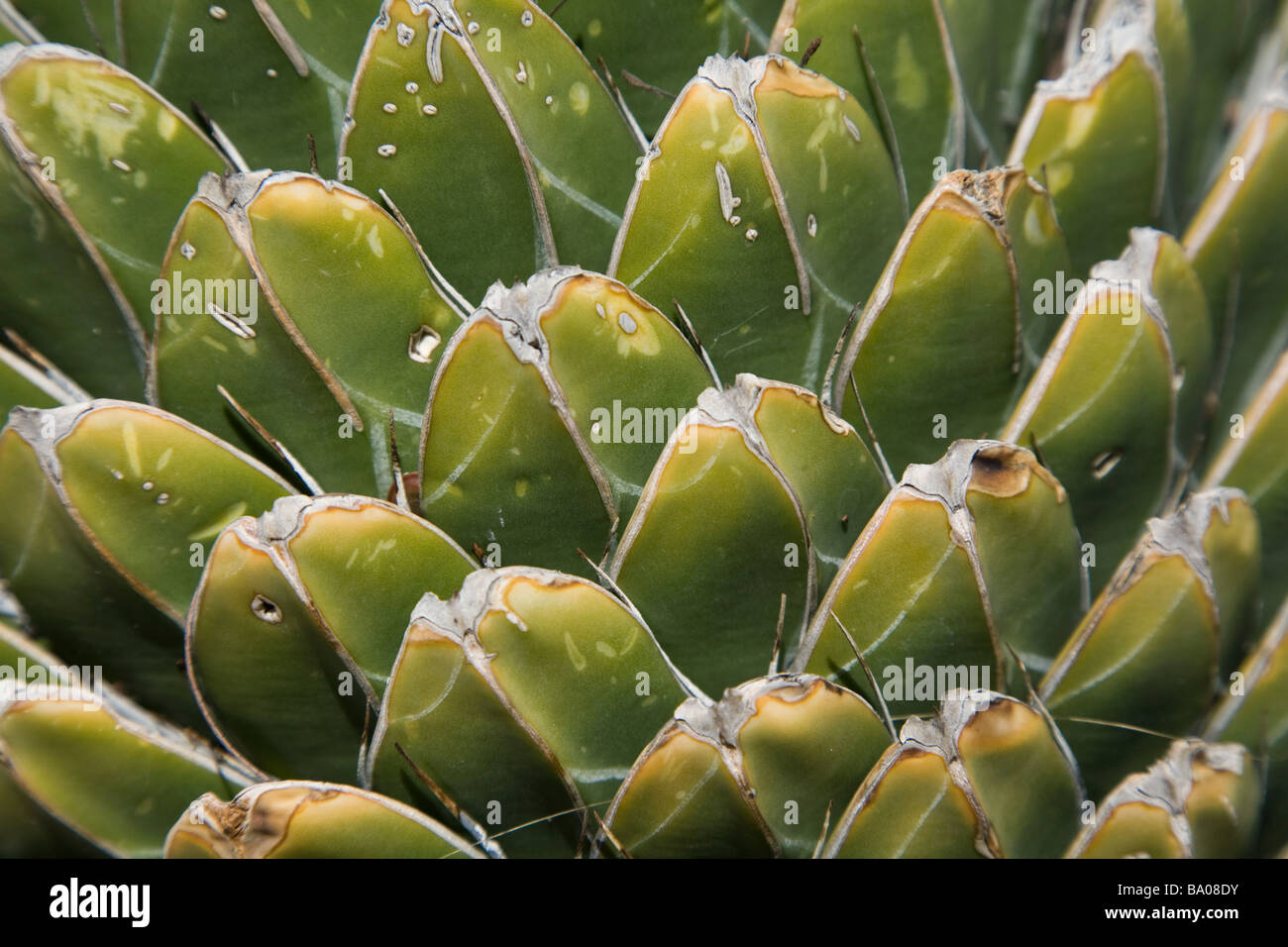 Deserto di piante succulente in Arizona Sonora Desert Museum vicino a Tucson in Arizona Foto Stock