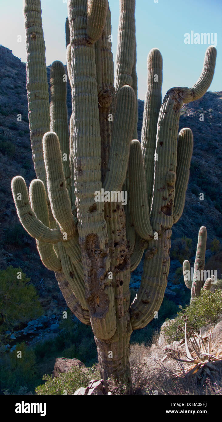 Cactus Saguaro nelle colline nei pressi di Cave Creek che è a nord di Phoenix in Arizona Foto Stock