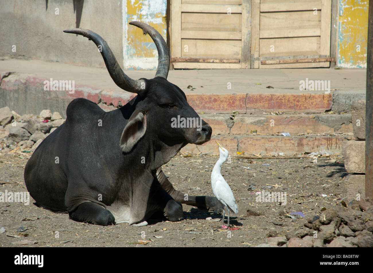 Airone guardabuoi Bubulcus ibis è beccare parassiti fuori del santo indiano vacca di narici in Gujarat India Foto Stock